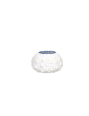 Nazaré Candlepot Seashell Sm