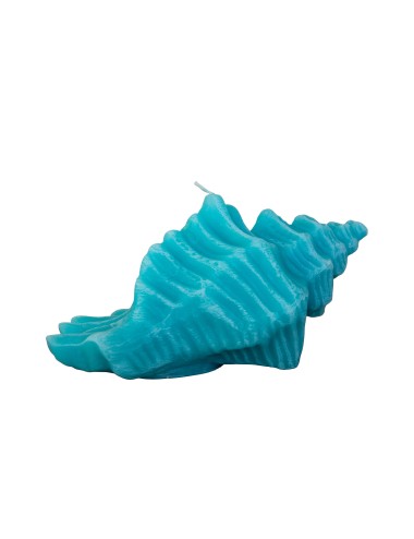 Large Conch