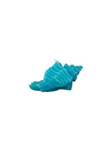 Small conch