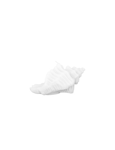 Small conch